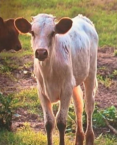 Cheri Christensen: Highlight