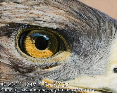 David N. Kitler: Painting Nature's Textures in Acrylics