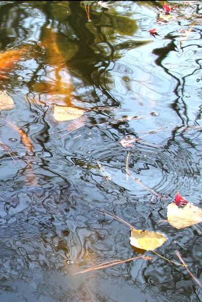 Soon Y. Warren: Vibrant Watercolor Techniques - Painting Water