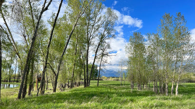 Clyde Aspevig: Plein Air Painting with Clyde Aspevig