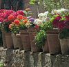 Pat Fiorello: Vibrant Flowers-Paint Your Garden!