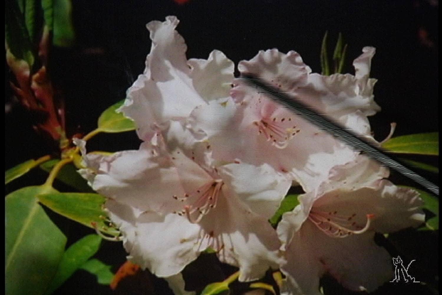 Arleta Pech: Pure Color Glazing in Watercolor