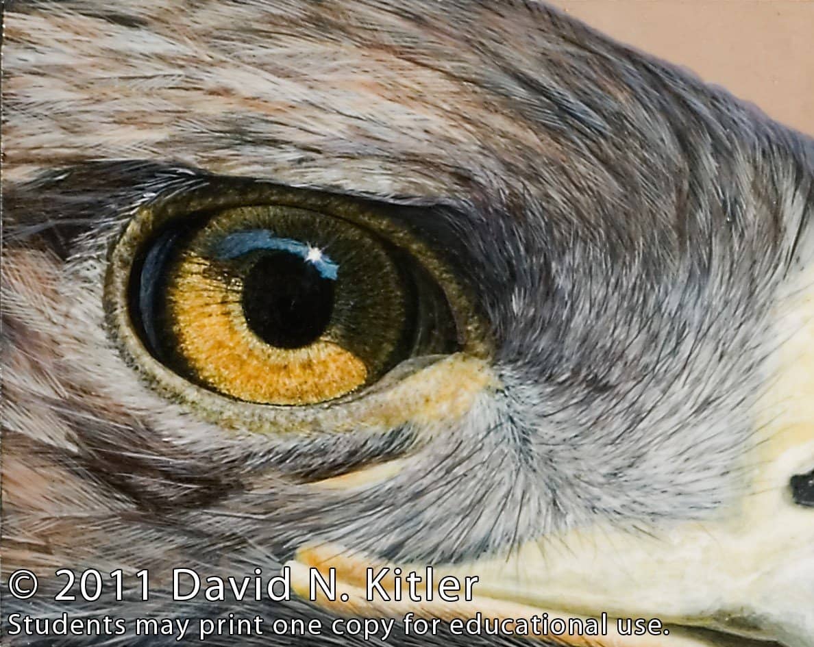 David N. Kitler: Painting Nature's Textures in Acrylics